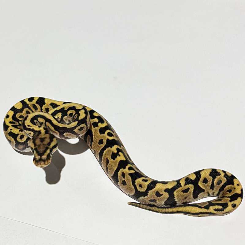 F. Fire spotnose poshet clown