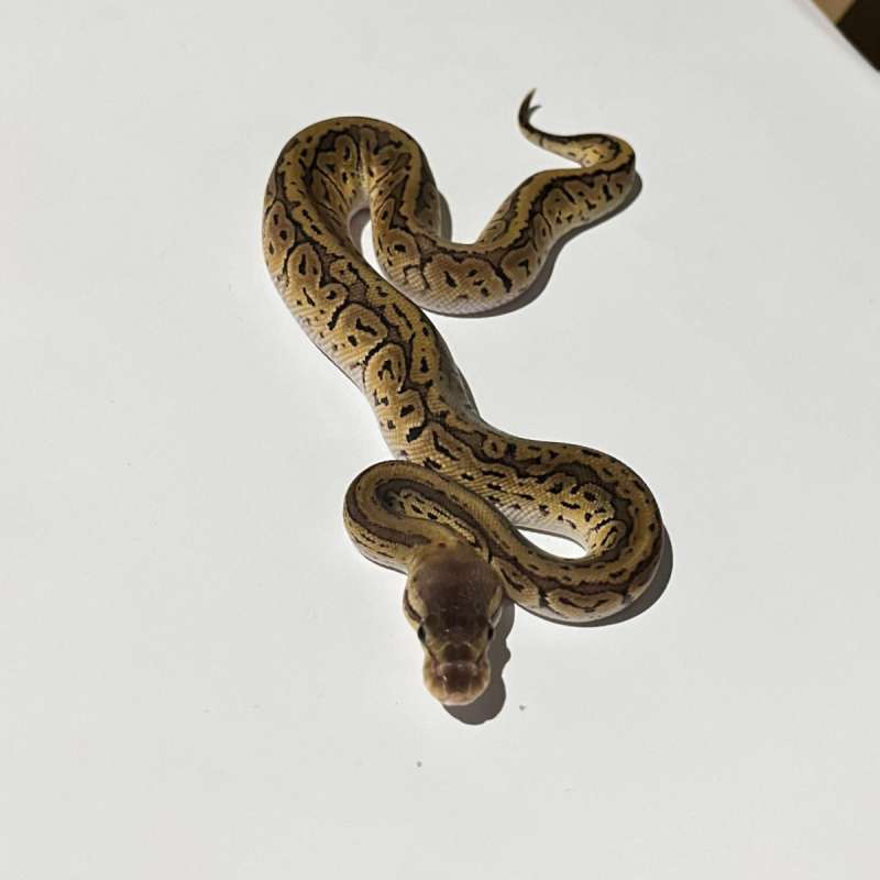 F. Pinstripe lemonblast het clown