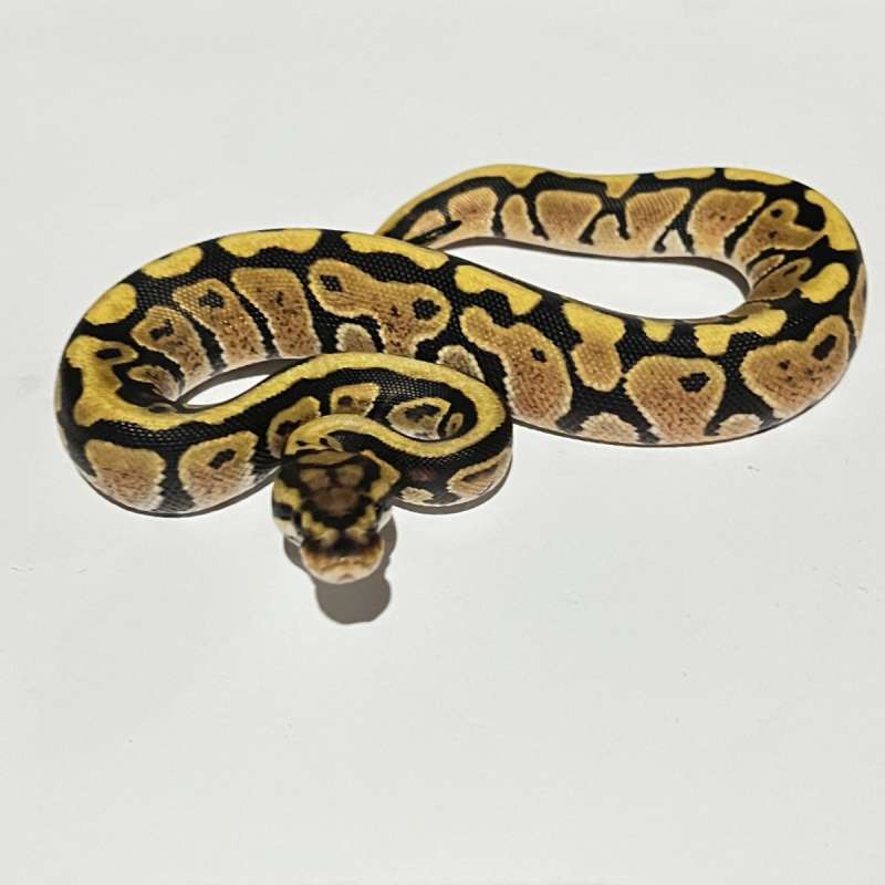 F. Fire poshet clown