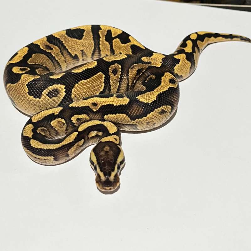 M. Fire yellowbelly het clown