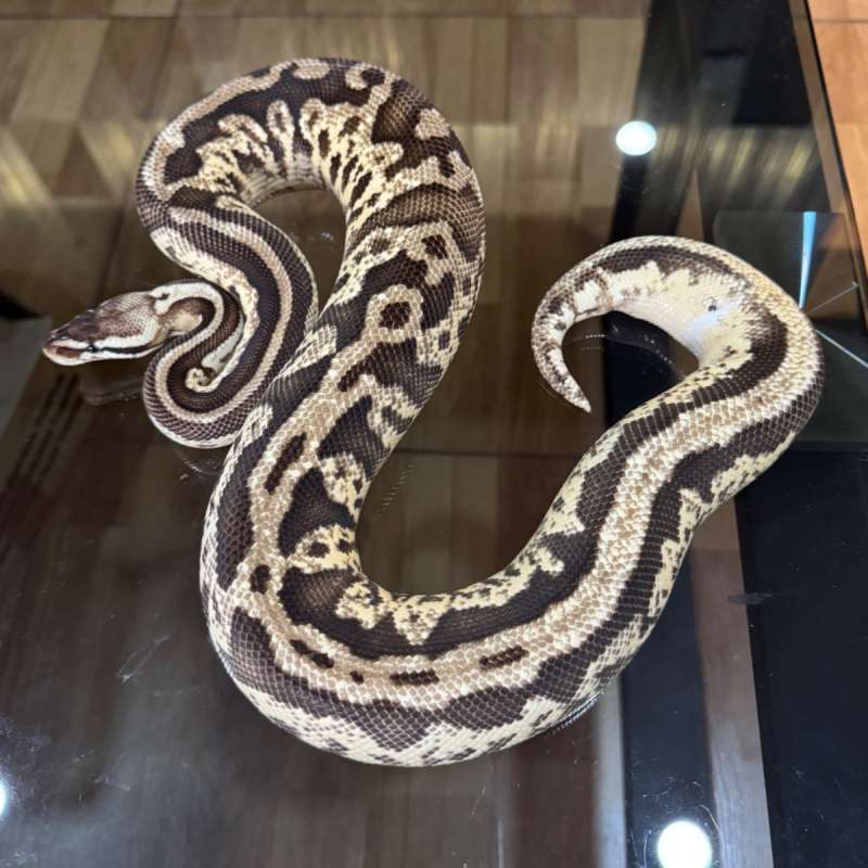 Firefly leopard het axanthic pied female