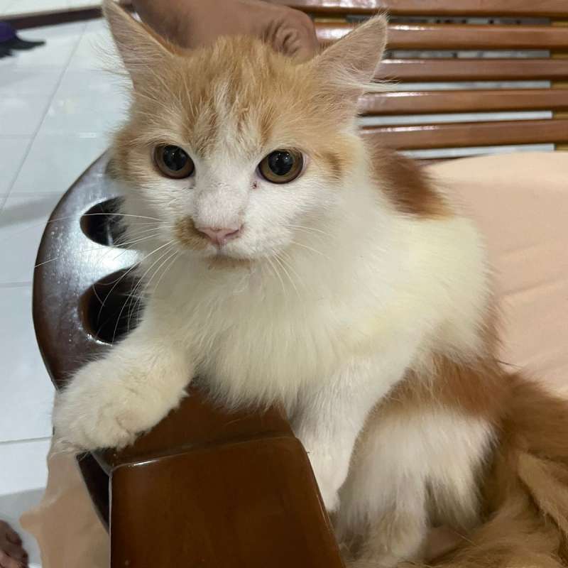 Persia x maine coon