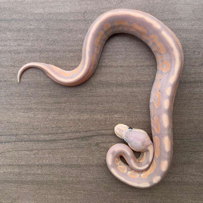 1.0 Banana Cinnamon Poss Leopard 66% Het Pied