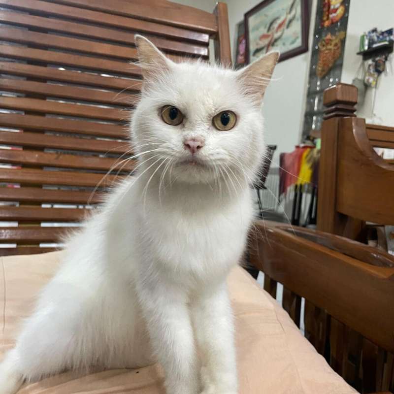 Persia