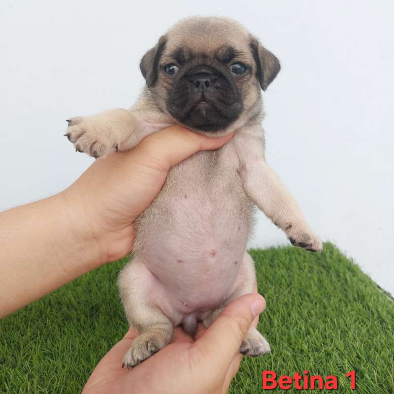Anjing PUG Betina