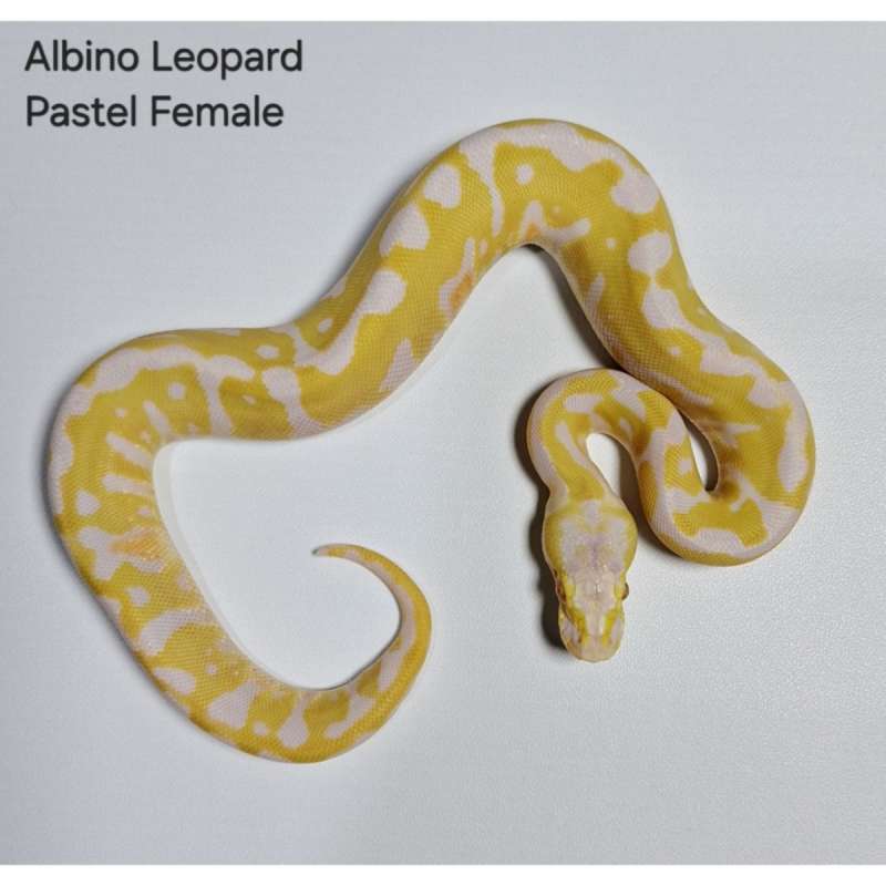 Albino Leopard Pastel Female