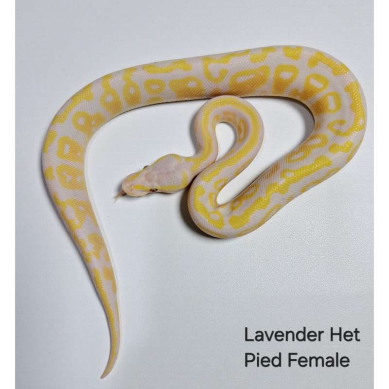 Lavender Het Pied Female