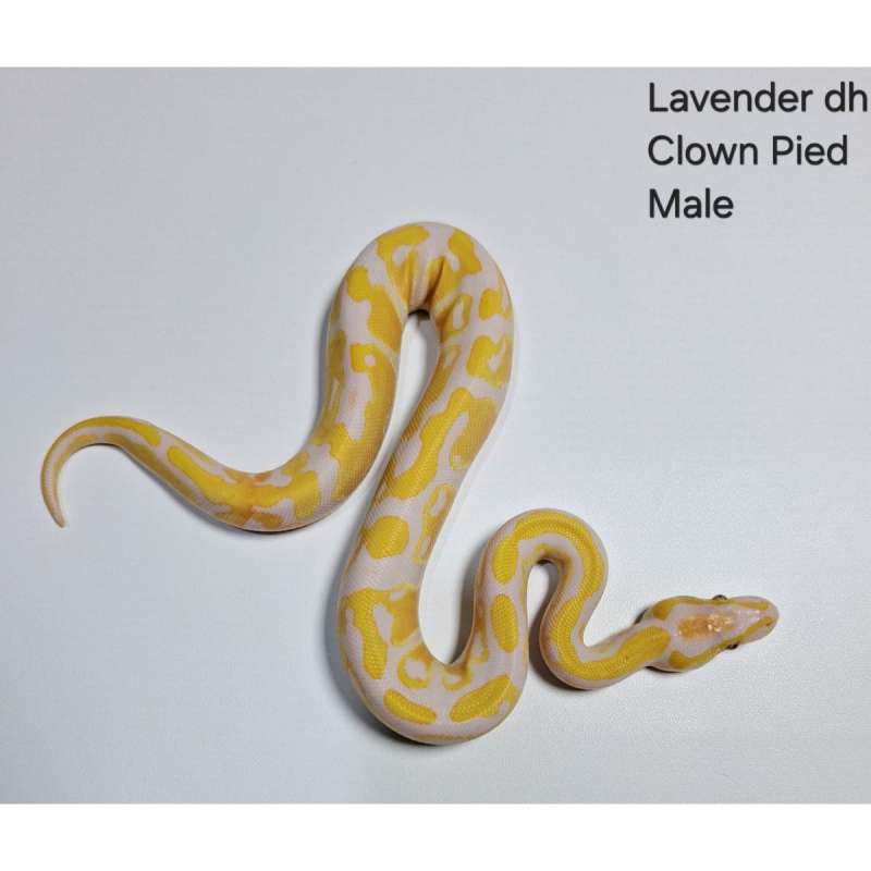 Lavender dh Clown Pied Male
