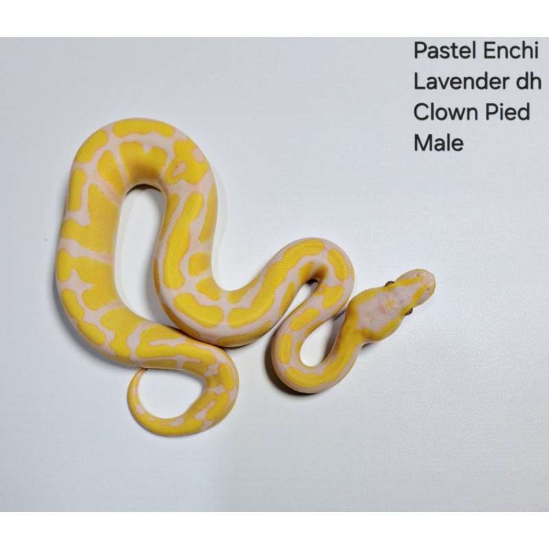 Pastel Enchi Lavender Dh Clown Pied Male