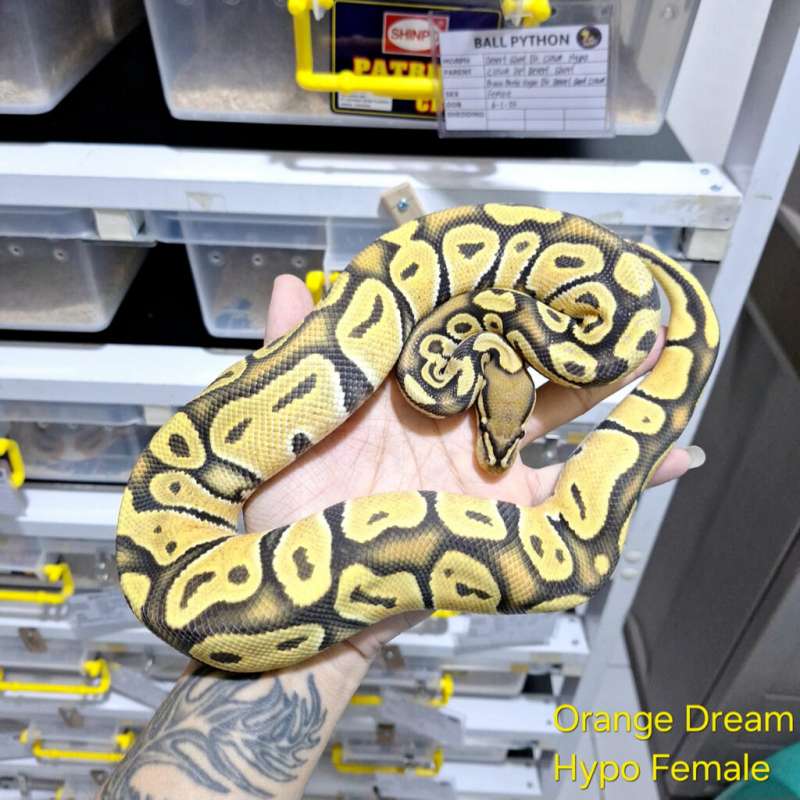 OD Hypo Female
