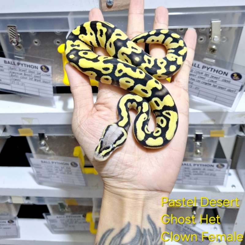 Pastel Desert Ghost Het Clown Female