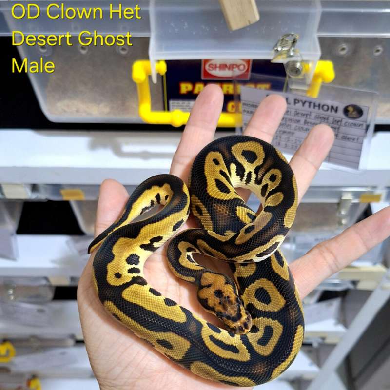 Orange Dream Clown Het Desert Ghost