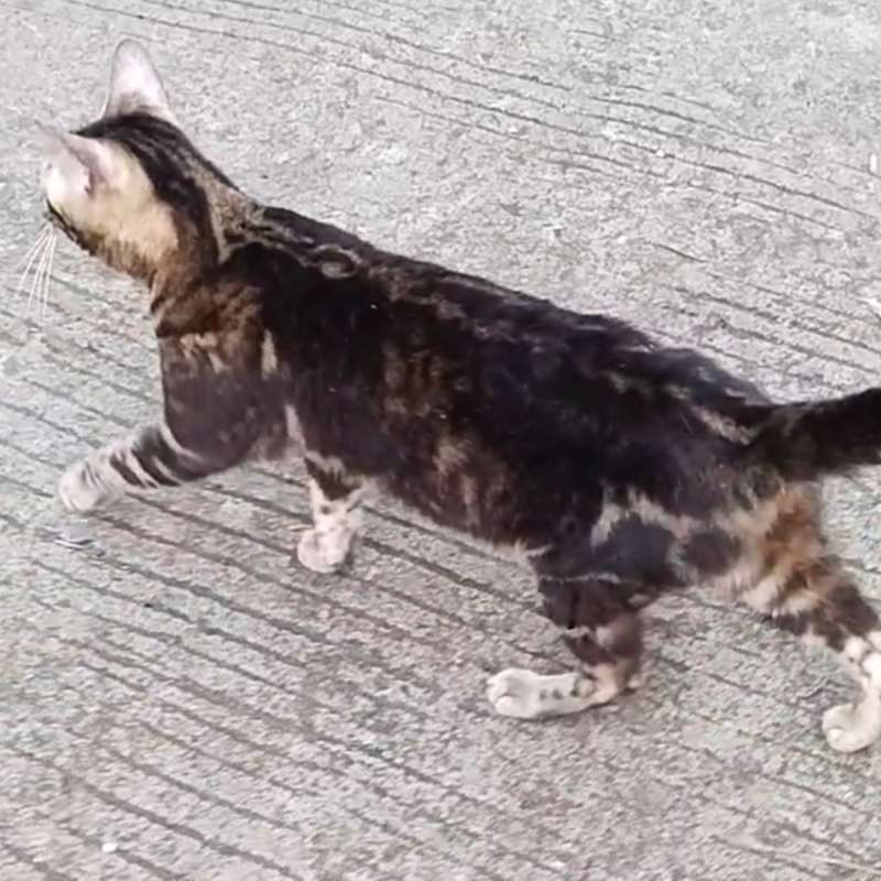 Female Bengal Hamil Tua (pure kawin dengan line ped)