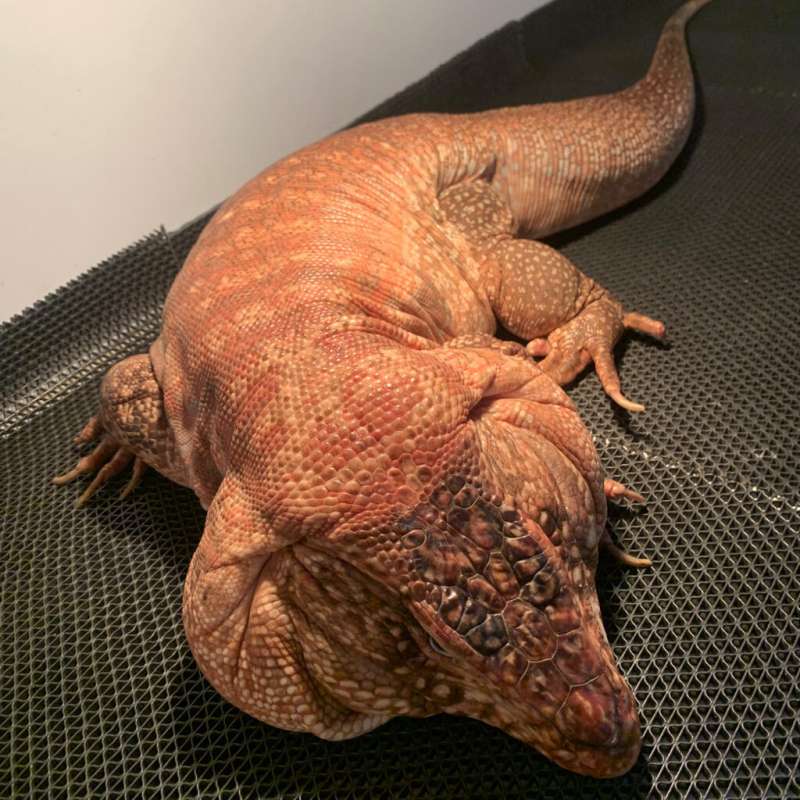 Red tegu jumbo