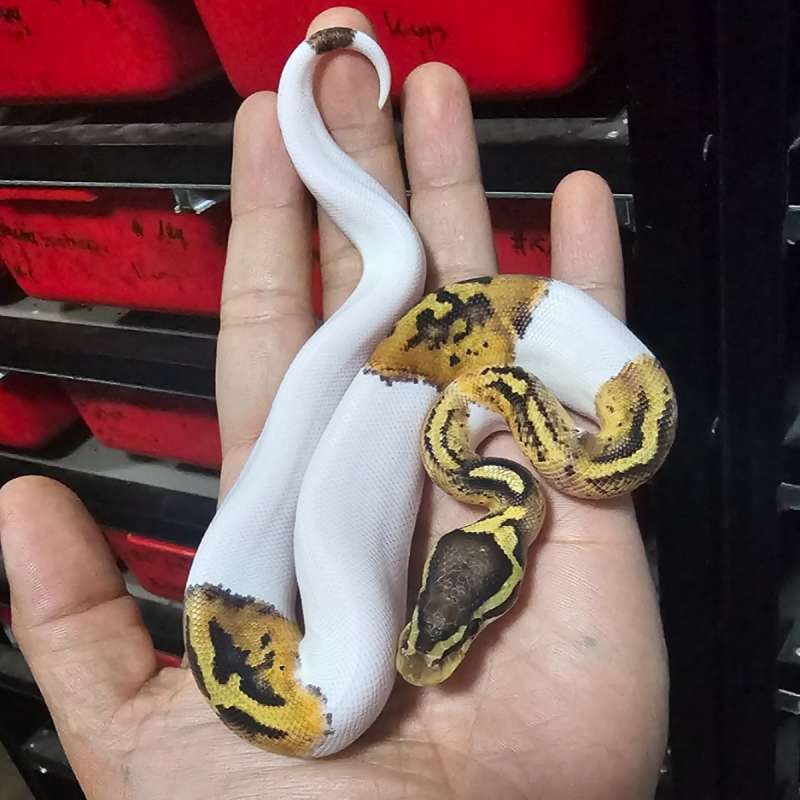 PIED YELLOW BELLY PASTEL POSS HET LAVENDER