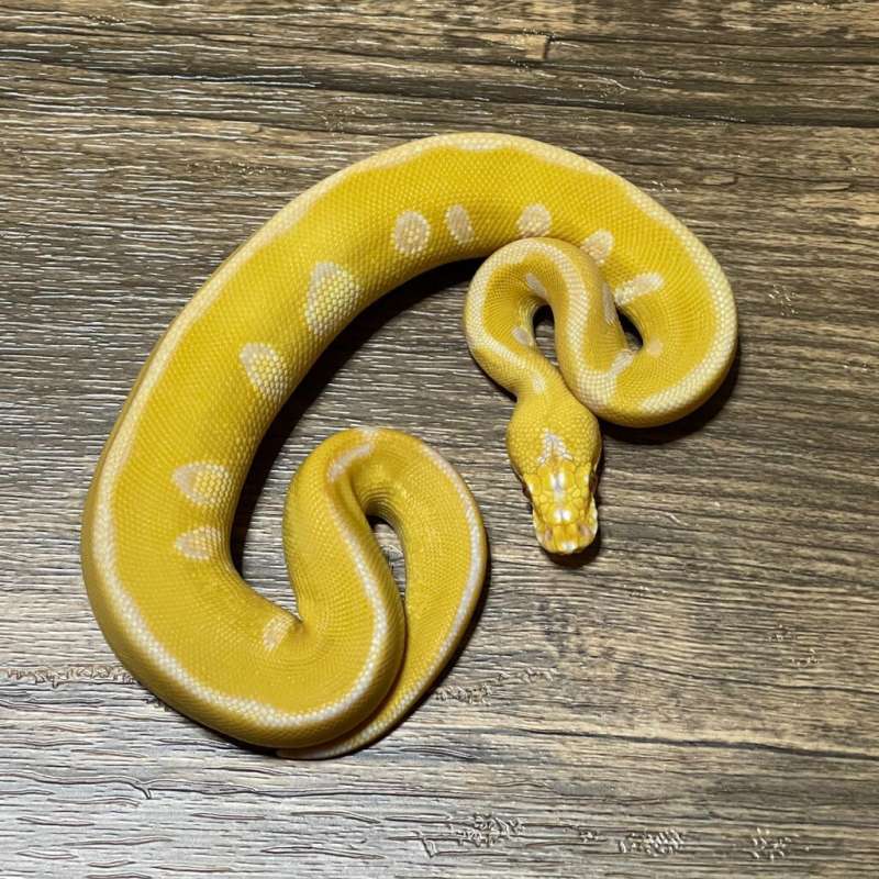 LEOPARD LAVENDER CLOWN
