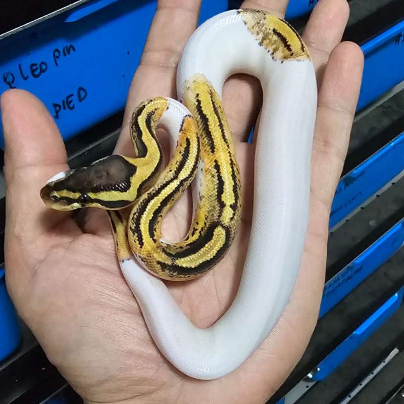 PIED SUPER PASTEL HET LAVENDER POSS HET CLOWN