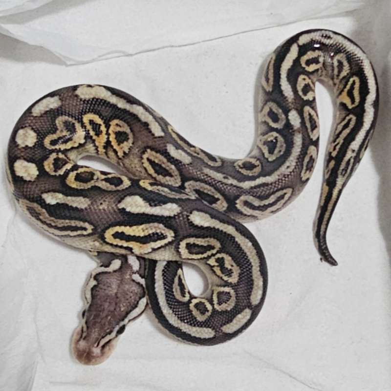 PASTEL CINNAMON HET CLOWN