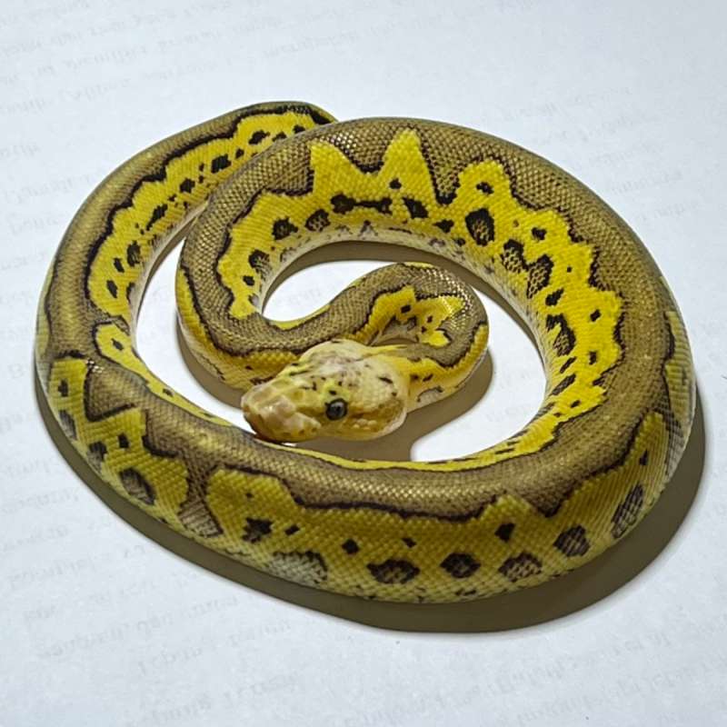 CLOWN PASTEL POSS REDSTRIPE