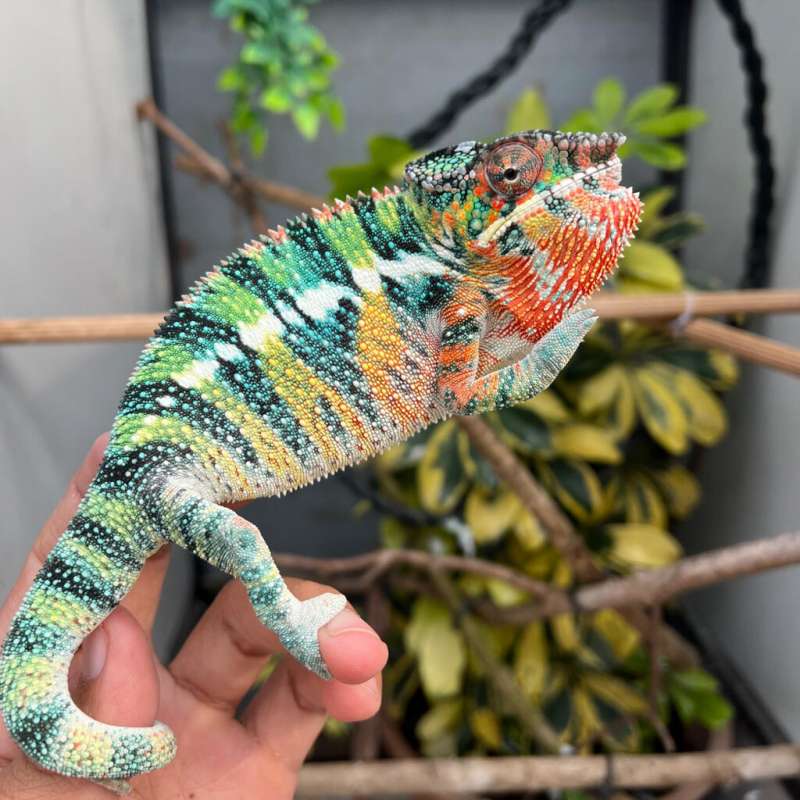 CHAMELEON NOSY MITSIO