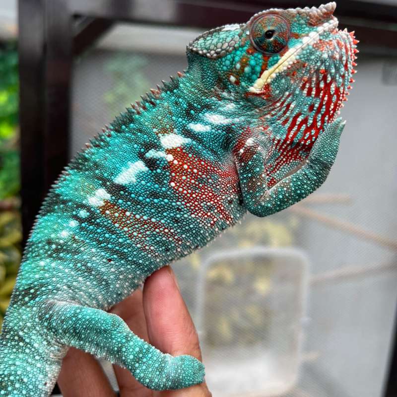 CHAMELEON NOSY FALY