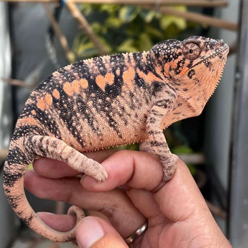 F. CHAMELEON PHANTER RBBB