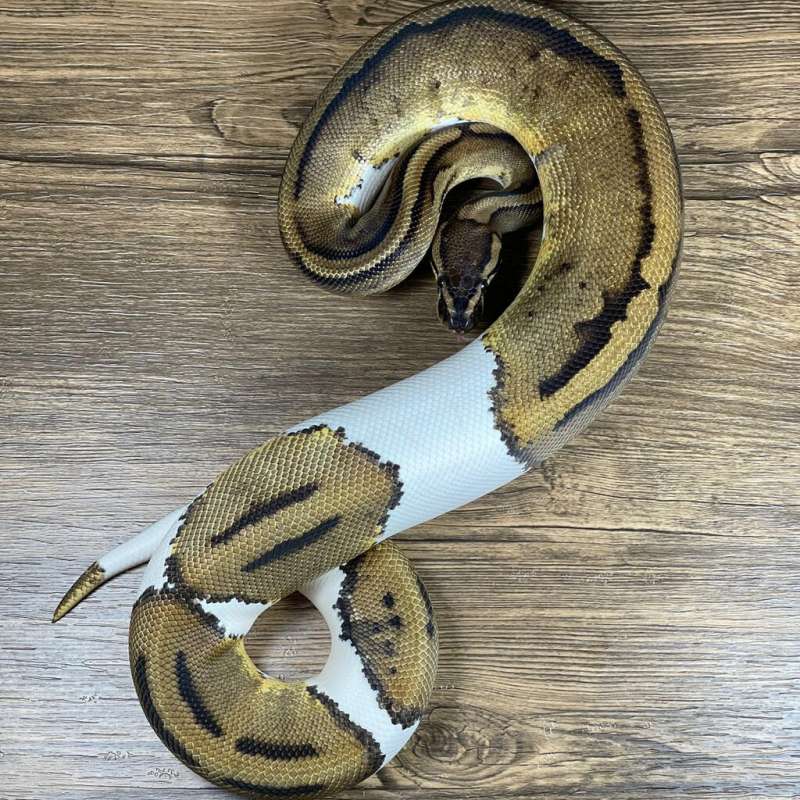 (LEOPARD) PIED HET AXA VPI