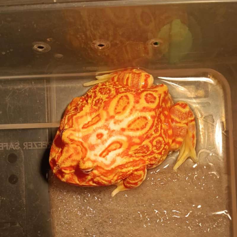 Pacman Strawberry Jantan
