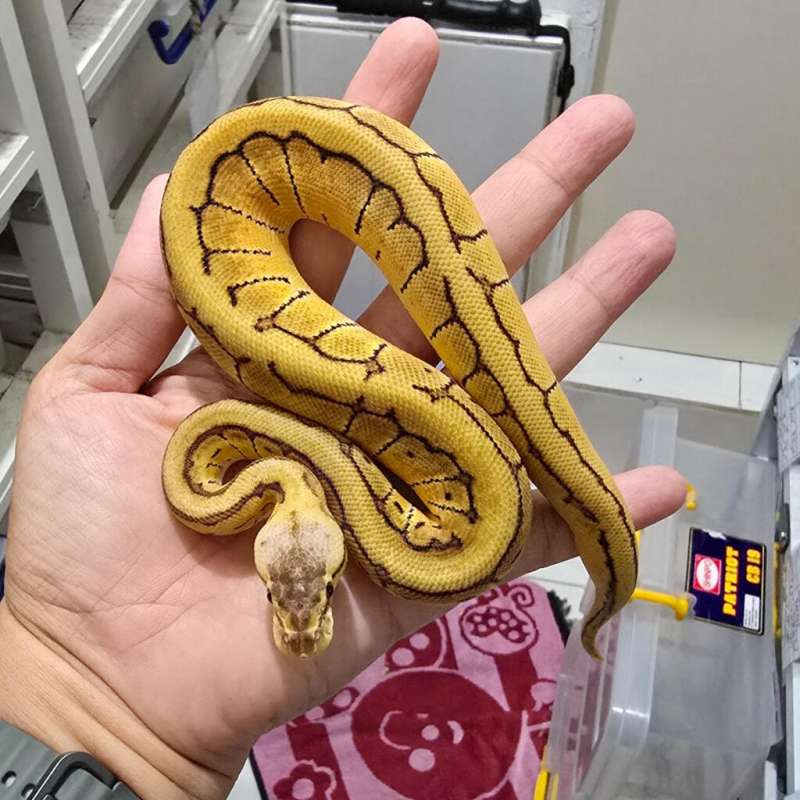F. Pastel Pinstripe Orange Dream ph clown
