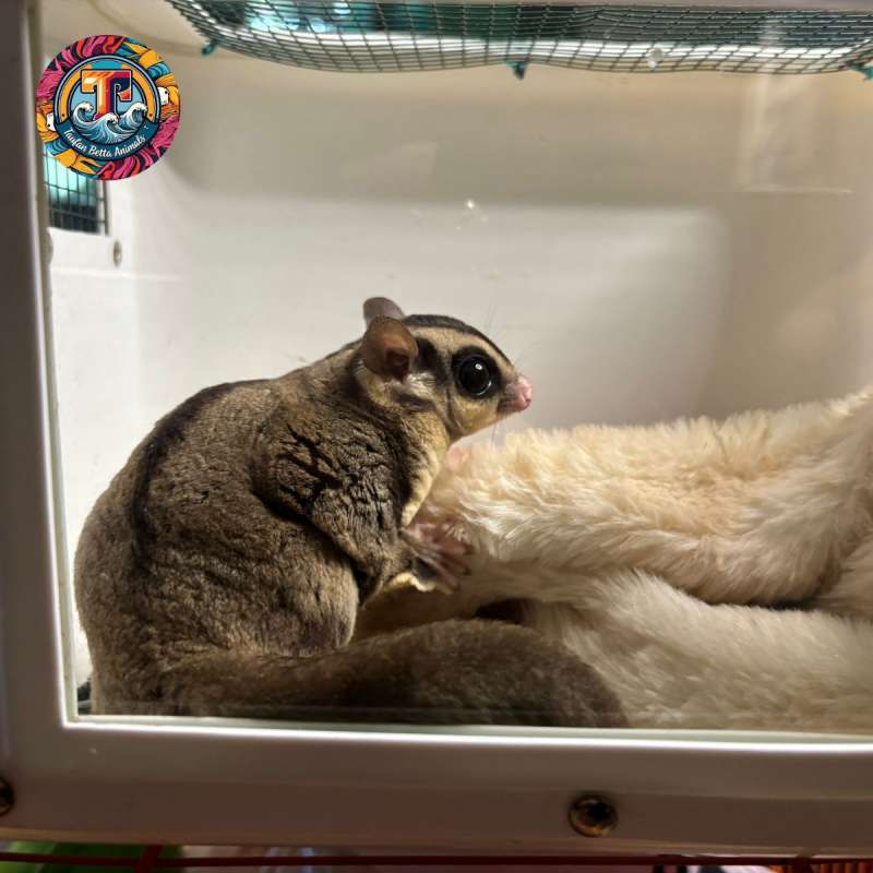 Sugar Glider Jantan Gendut Obes