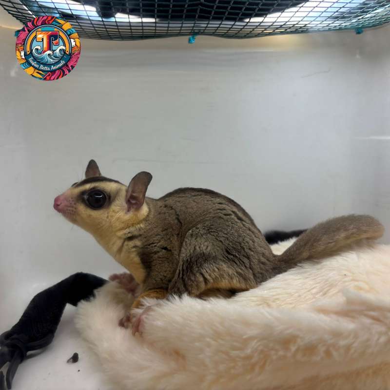 Sugar Glider White Face