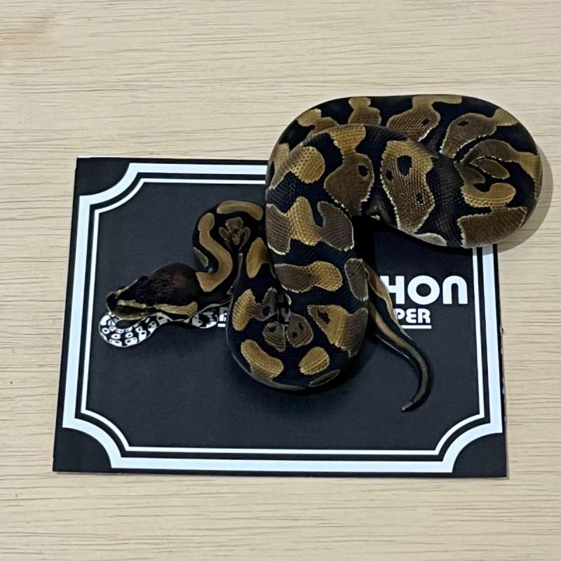 Normal Ball Python [2024010101]