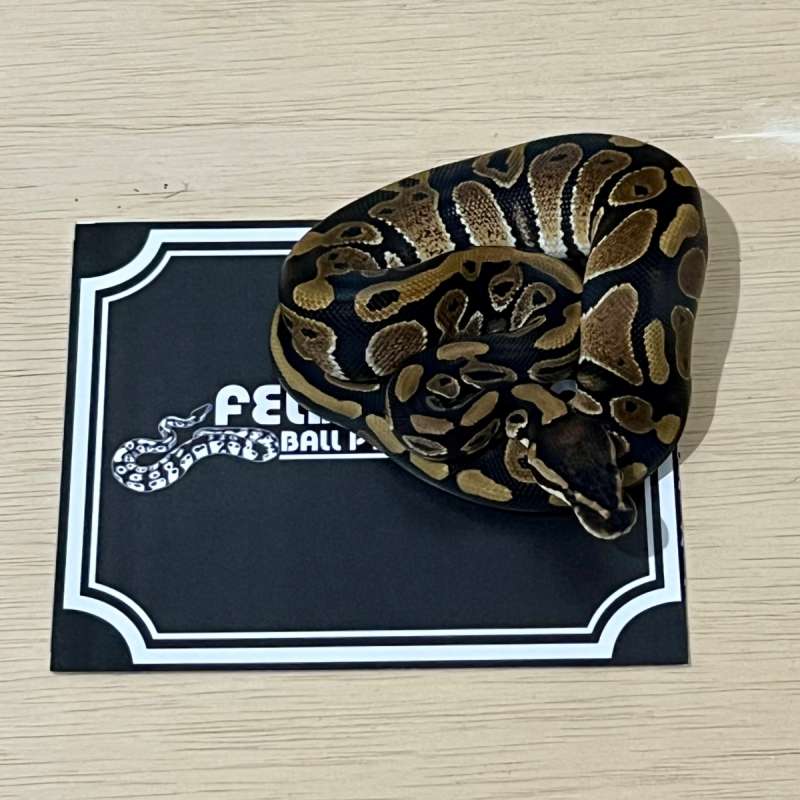 Arroyo Ball Python [2024010401]