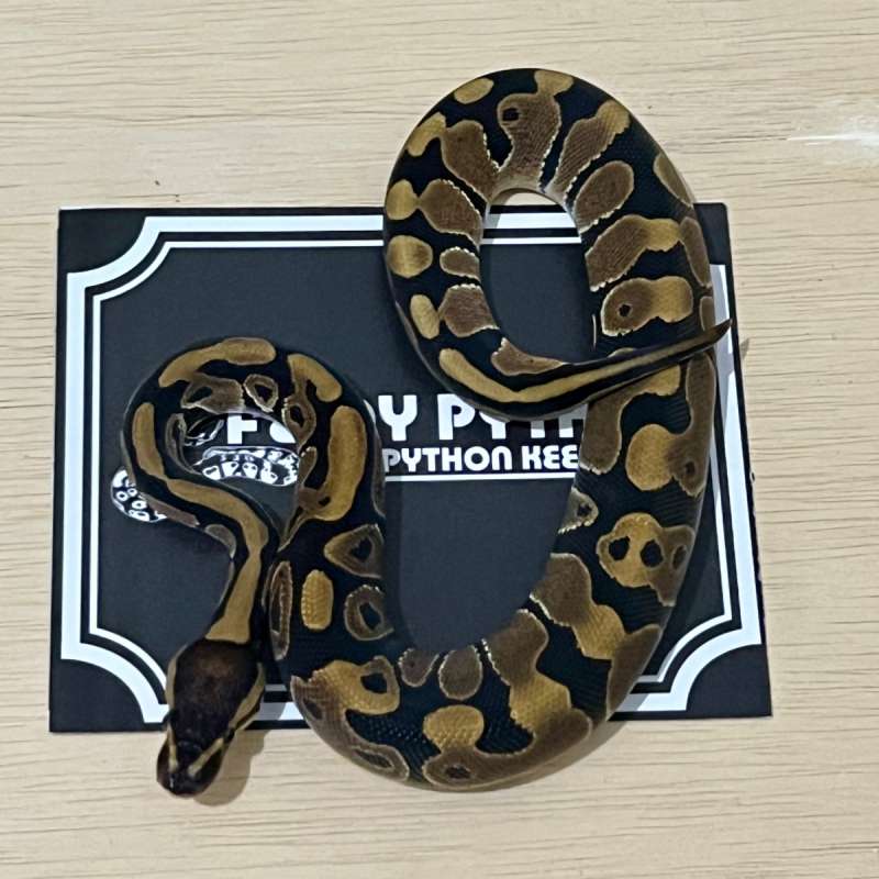 Normal Ball Python [2024010601]