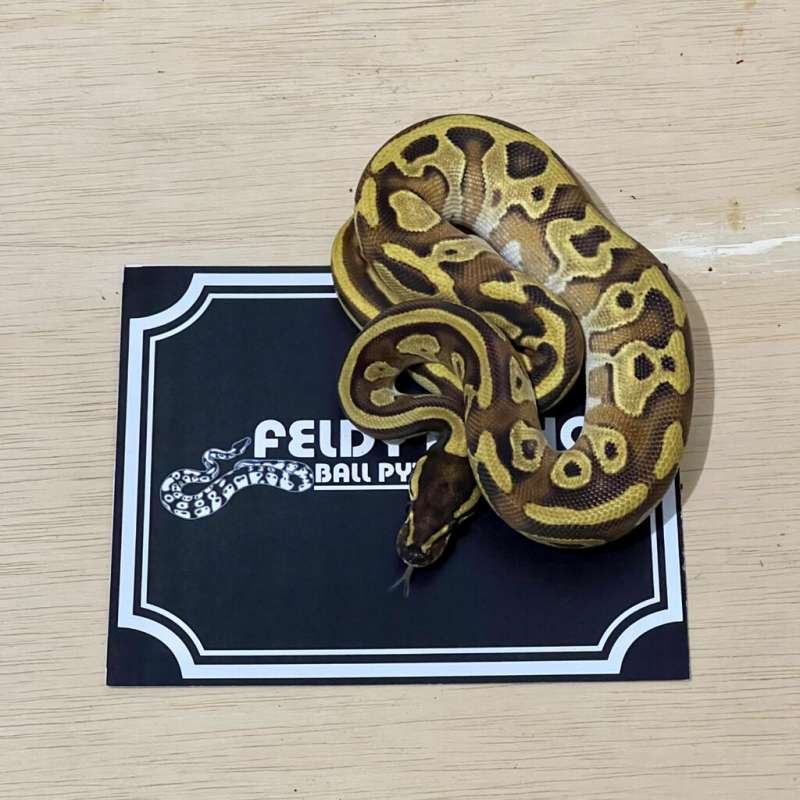 Mochi Ball Python [2024020401]
