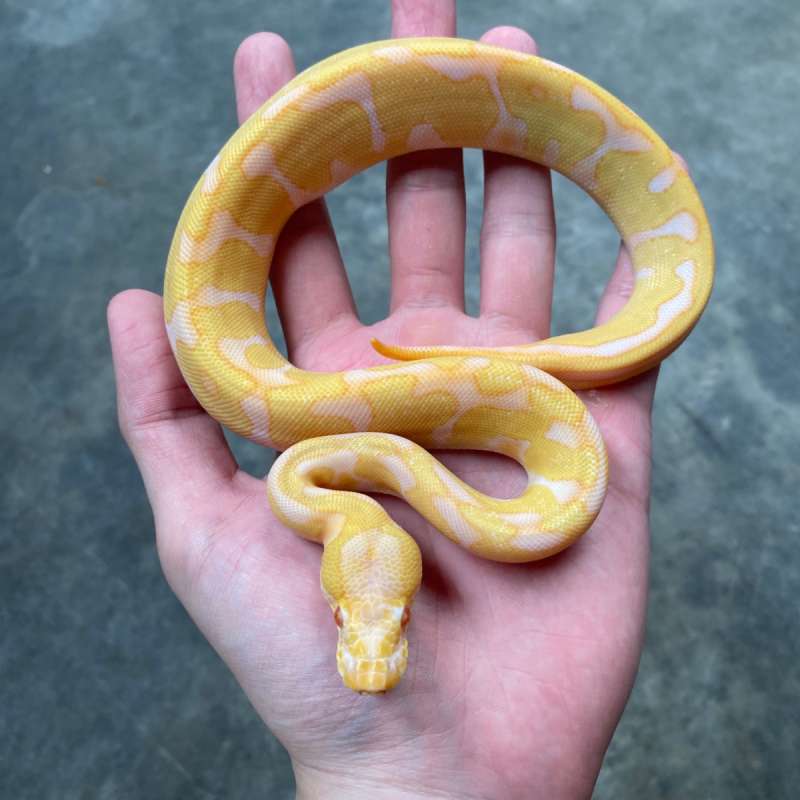 enchi leopard albino