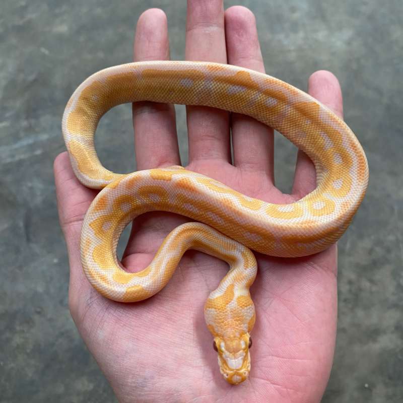 lavender clown