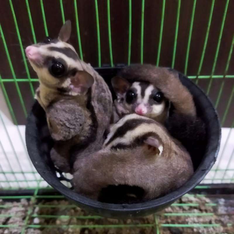 Sugar Glider Betina