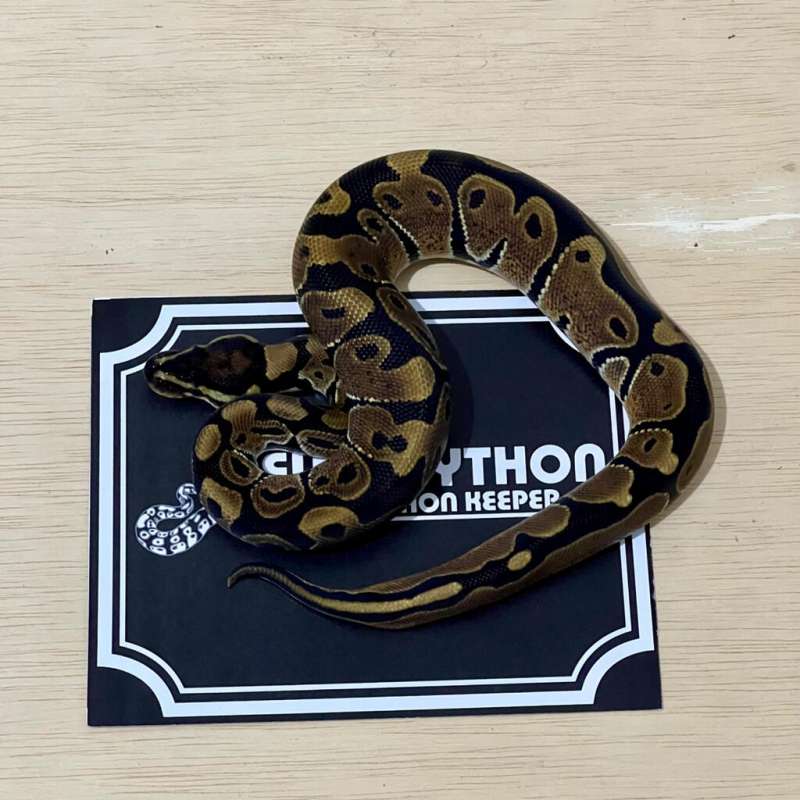 het Lavender Ball Python [2024030510]