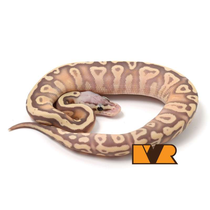 F Banana Pastel Cypress Yellow Belly Het Clown 50% poss Het Hypo [24C1201]