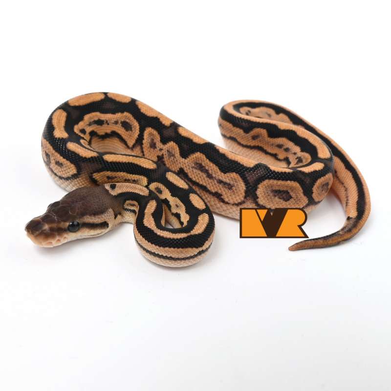 F Barnhart Black Pastel Orange Dream Yellow Belly Calico het Clown [25C0101]