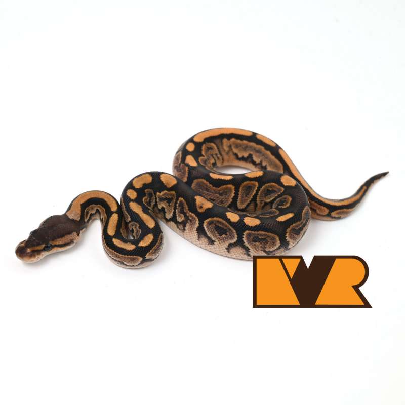 F Barnhart Black Pastel Yellow Belly Calico het Clown [24C1304]