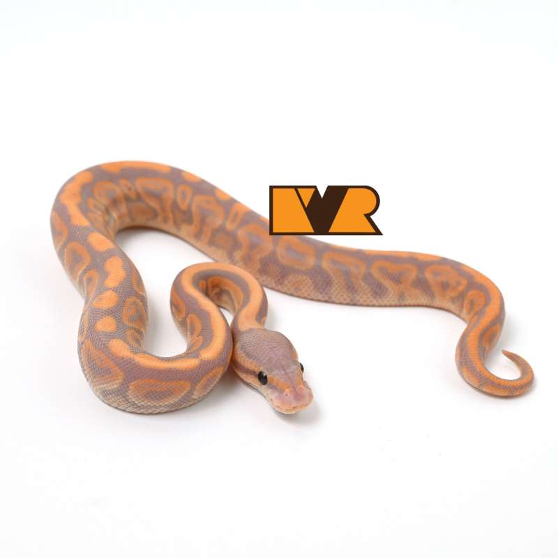 F Banana Barnhart Black Pastel het Clown Pos Yellow Belly  Pos Calico [24C1302]
