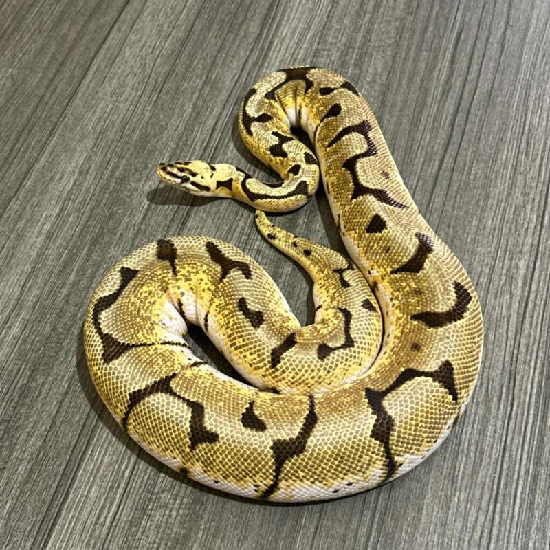 0.1 BUMBLE BEE