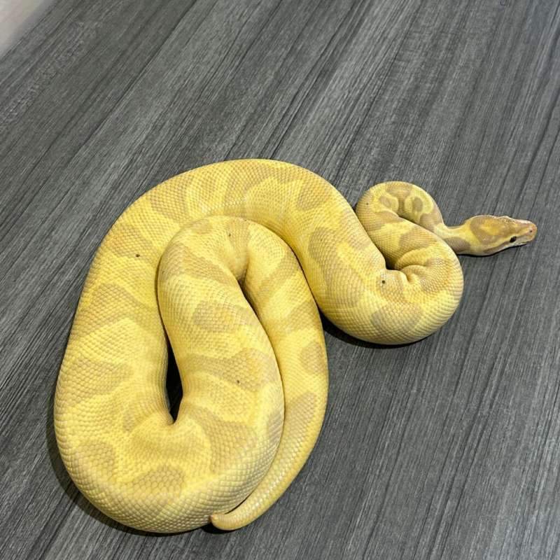 1.0 BANANA ENCHI LEOPARD