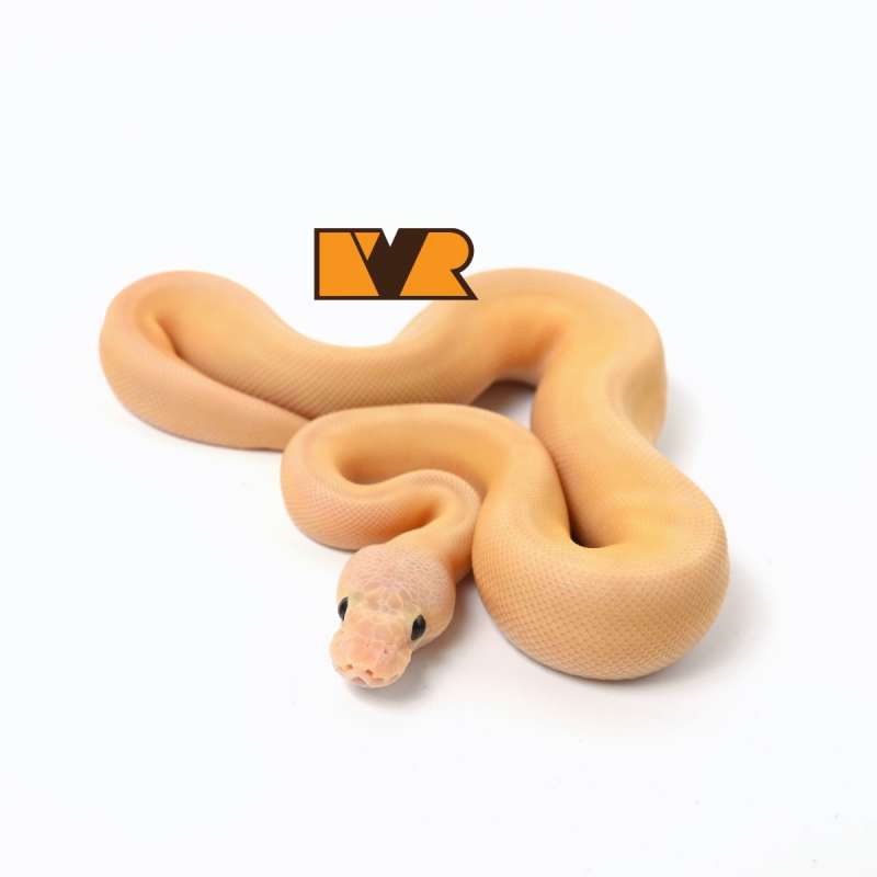F Banana Lemonblast Clown Poss Enchi [24C1701]