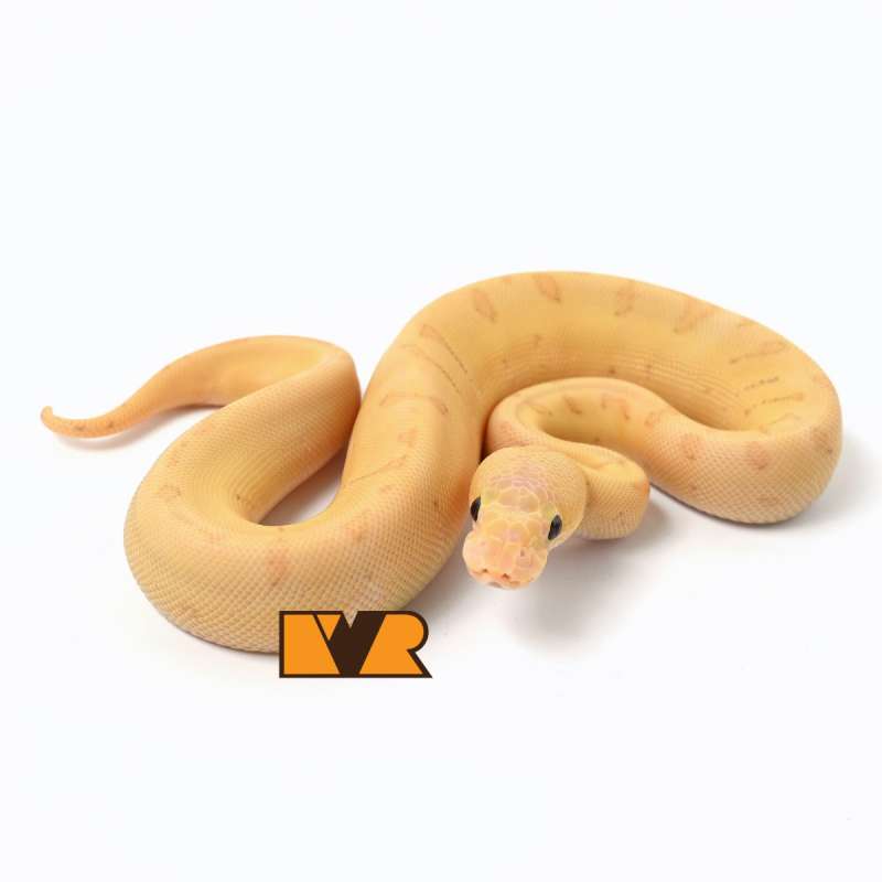 F Banana Enchi Pinstripe Clown Poss Pastel