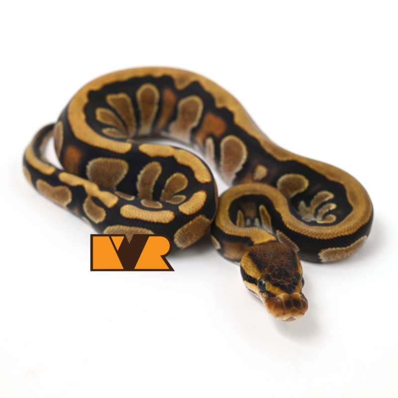 F Cypress Enchi Yellow Belly het Clown 50% het Hypo [24C1603]