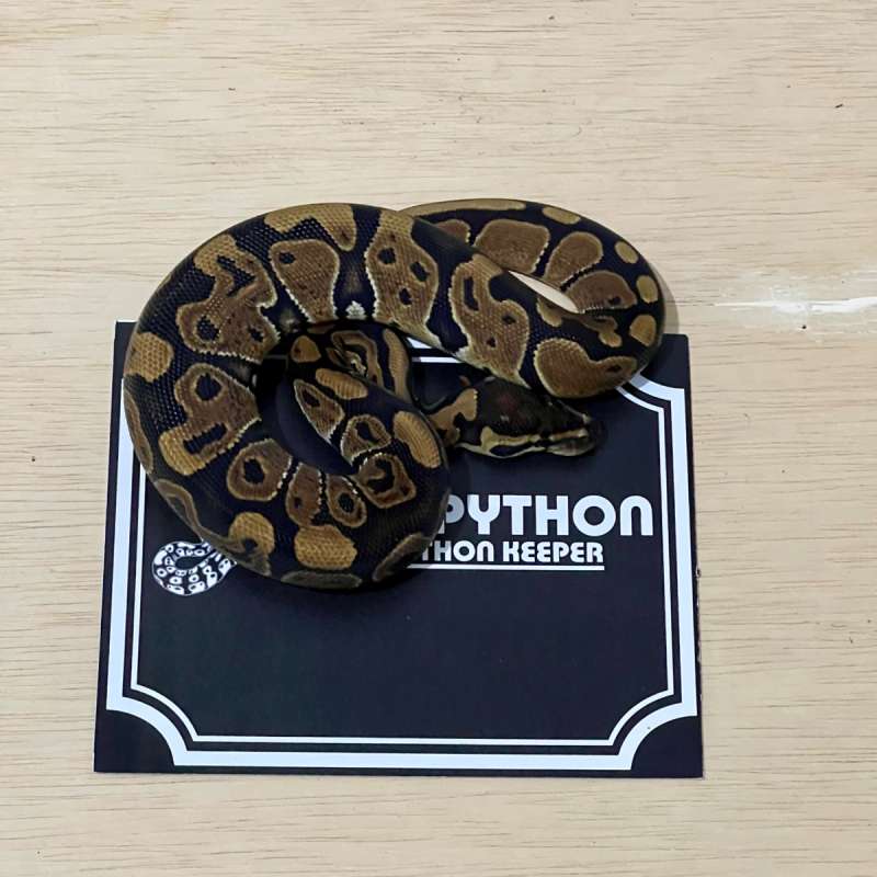 het Lavender Ball Python [2024030601]