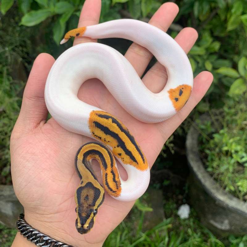 Orange dream pied ph clown (emoji face)